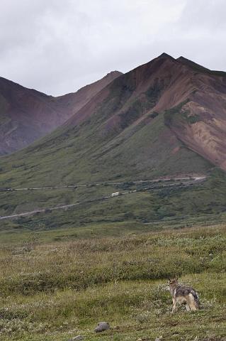 145 Denali NP, Wolf.jpg